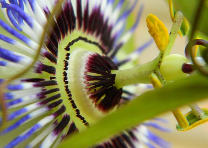 Passion Flower Close-Up