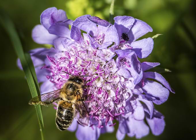 Bee (Apis mellifera) on Purple Flower