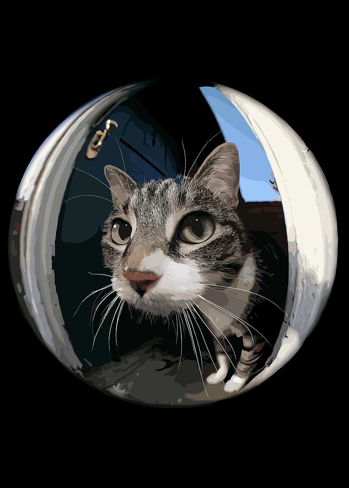 Curious Cat Peeking Through Round Window