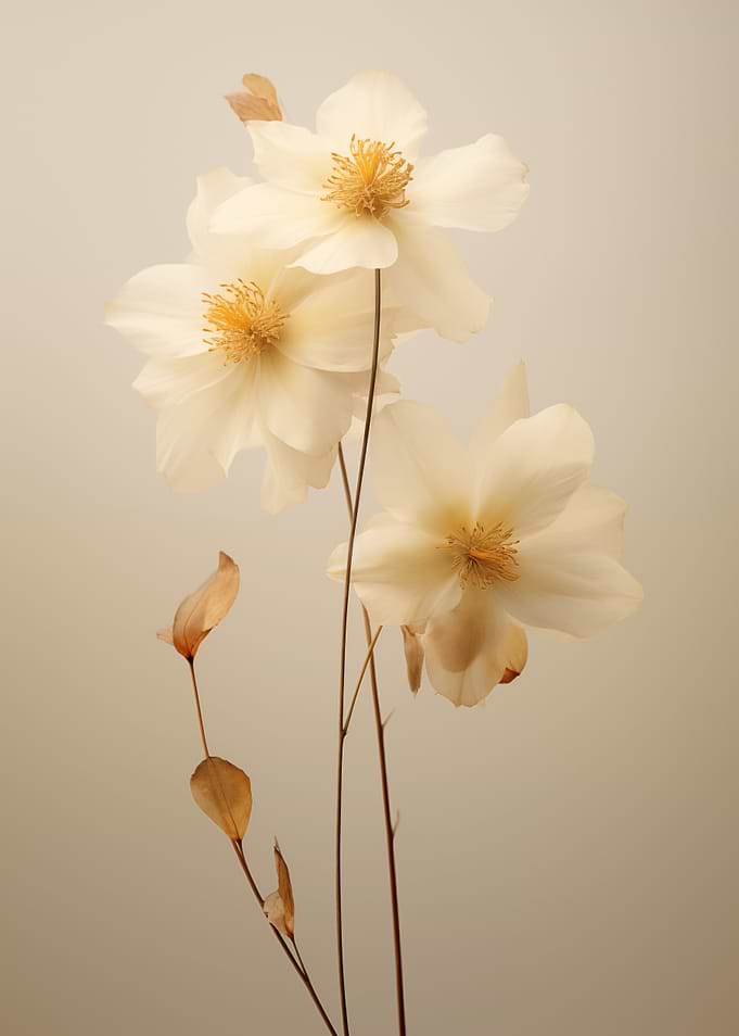 Delicate White Flowers
