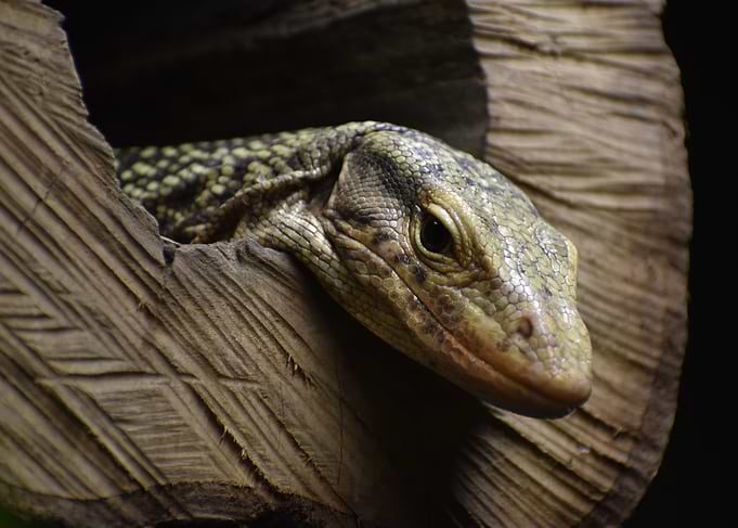 Monitor Lizard in Wooden Hollow