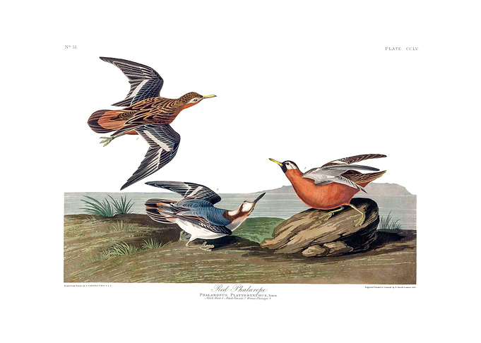 The Birds of America - Red Phalarope