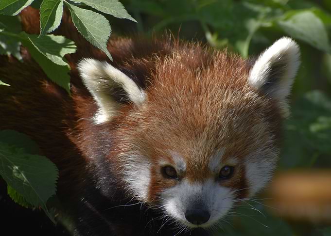 Red Panda Portrait in Natural Setting