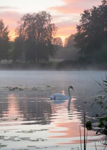 Swan on Misty Lake at Sunrise