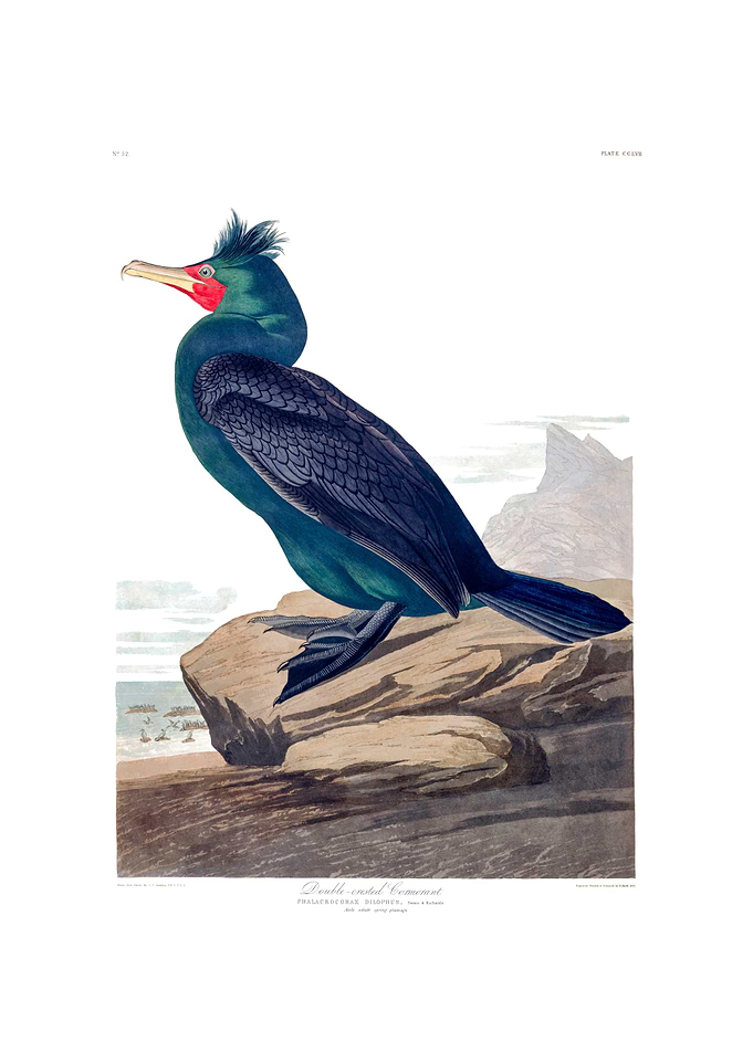 The Birds of America - Double-crested Cormorant