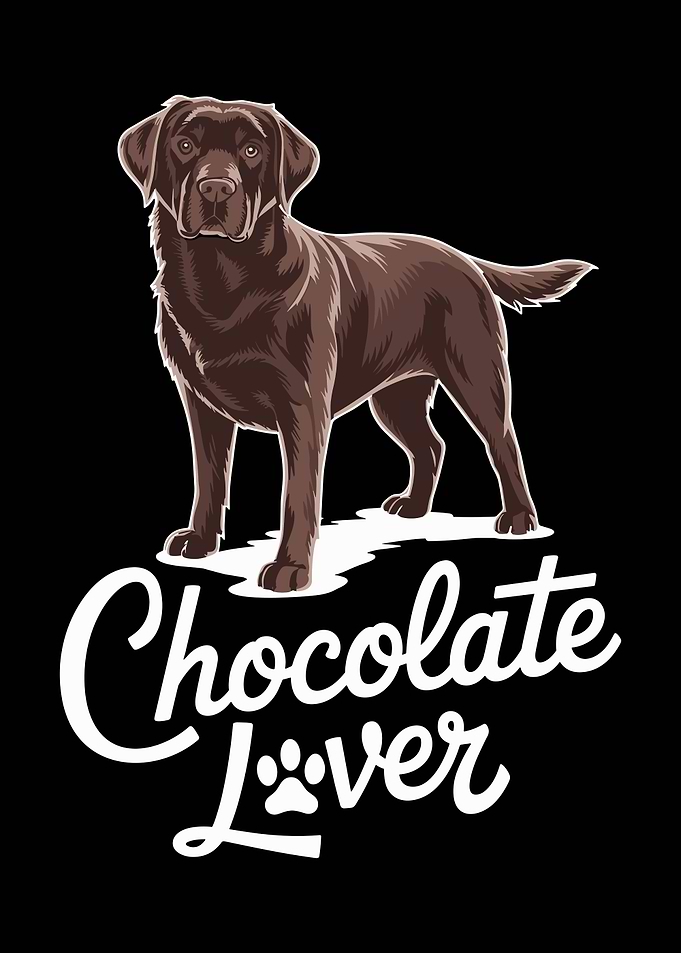 Chocolate Labrador