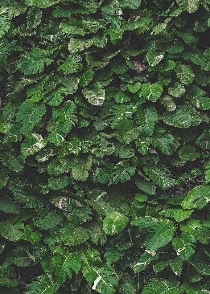 Lush Green Monstera Leaf Wall