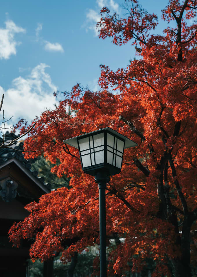 Japanese Autumn Lantern with Red Maple Leaves