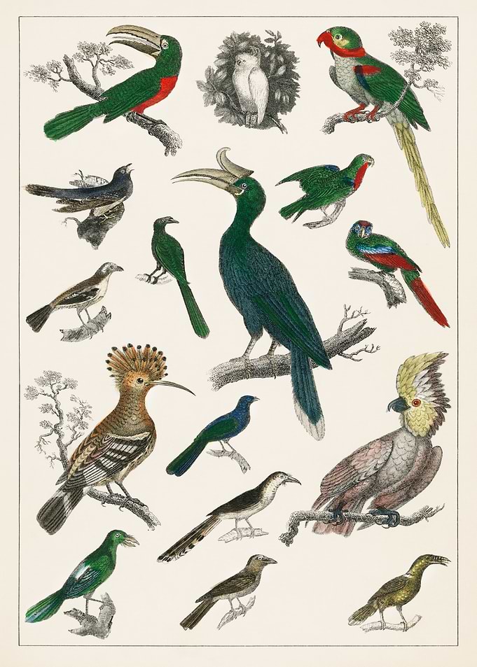 Vintage Bird Illustration