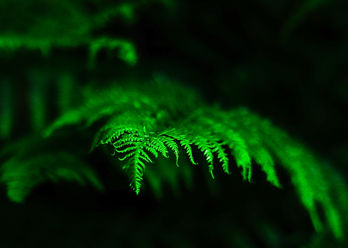Lush Green Fern Frond Close-Up