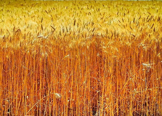 Golden Wheat Field