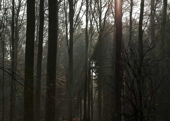 Sunlit Forest Scene