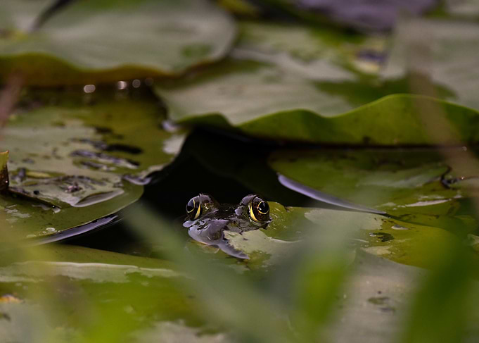 Frog in Lily Pads