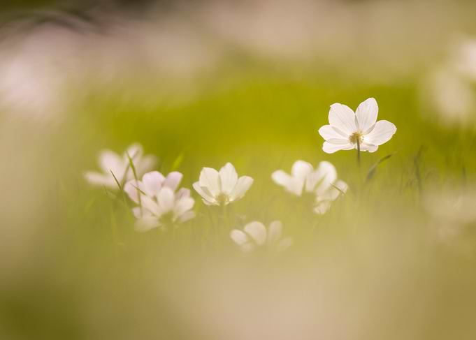 White Anemone Flowers in a Field