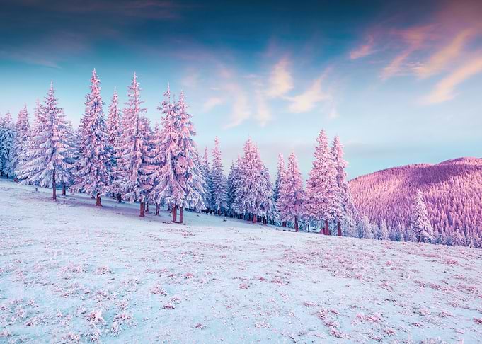 Winter Landscape with Snow-Covered Trees