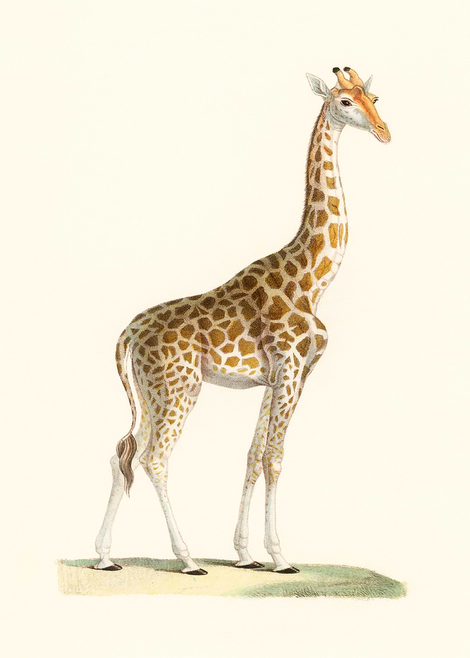 Giraffe Illustration on Cream Background