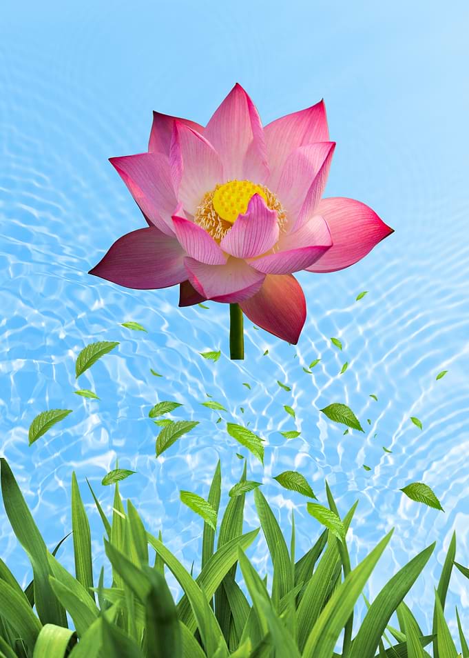 Pink Lotus Flower with Greenery