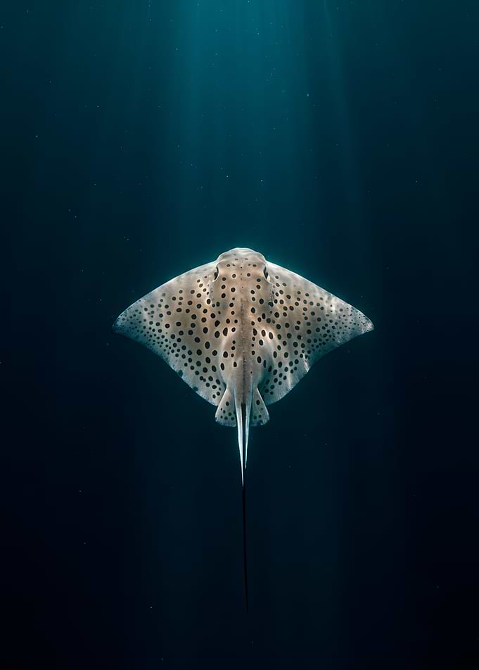 Spotted Eagle Ray in Deep Blue