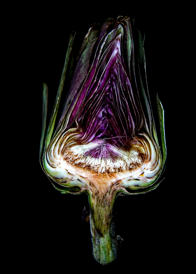 Artichoke Heart Cross Section