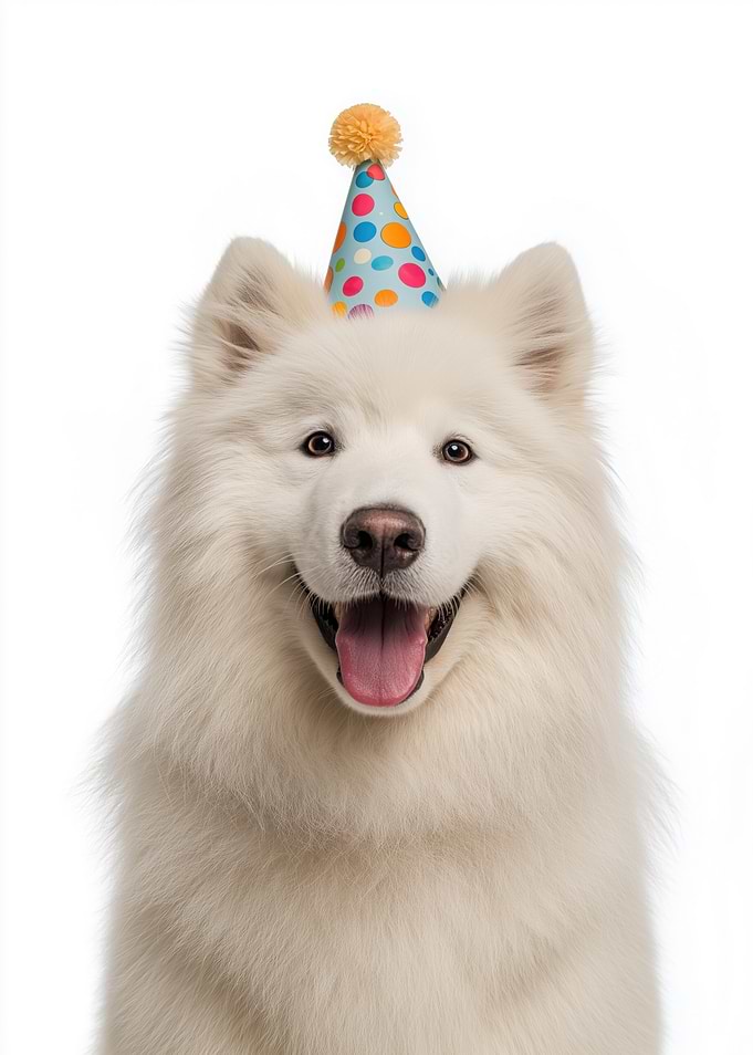 Samoyed dog wearing a birthday hat