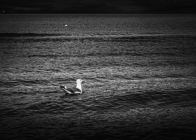 Seagull on the water in black and white