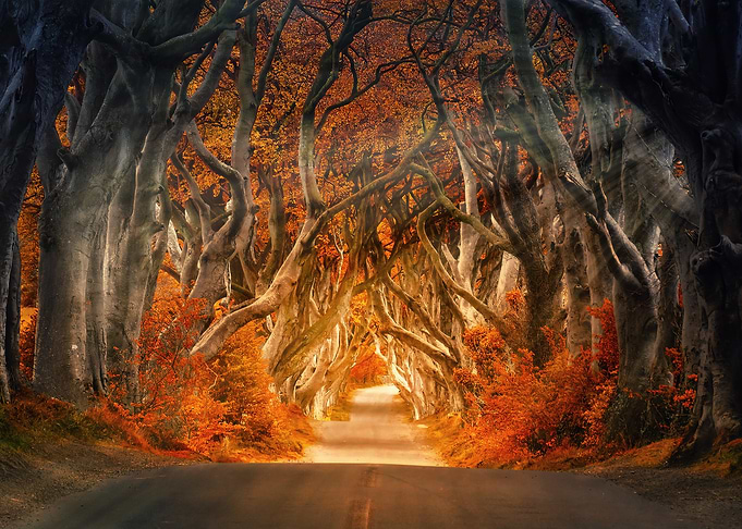 Autumnal Tree Tunnel Road