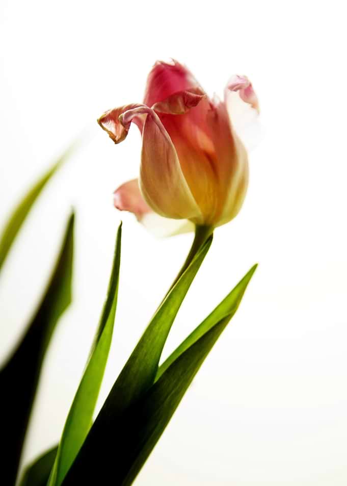 wilted Faded Tulip Flower