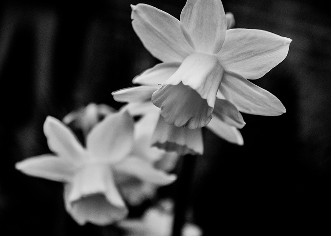 Black and White Daffodil Flowers