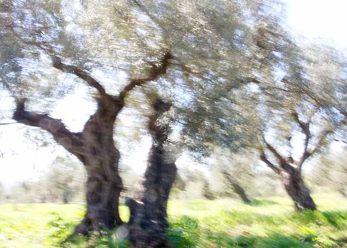 Olive Trees in Motion