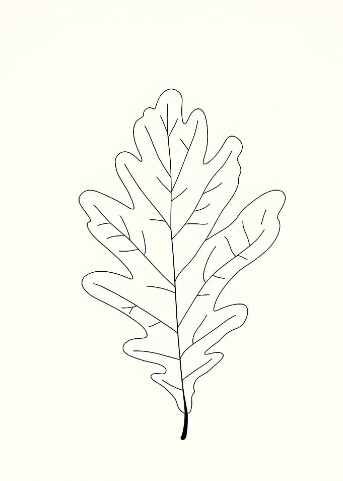 Oak Leaf Minimalist Line Art