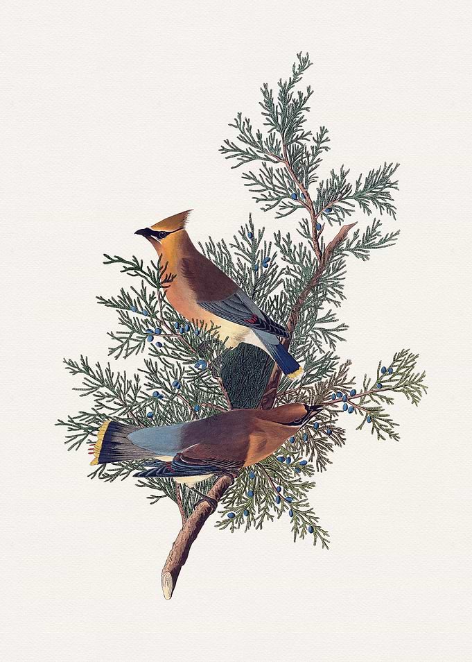 Audubon Cedar Waxwing Bird