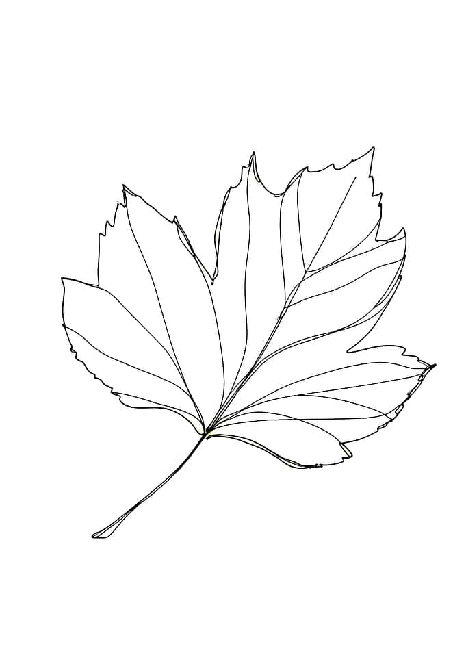 Minimalist Leaf Line Art