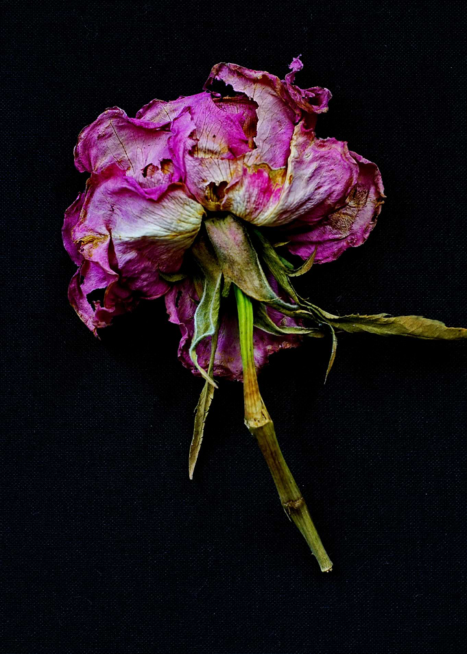 Wilted Pink Rose on Black Background