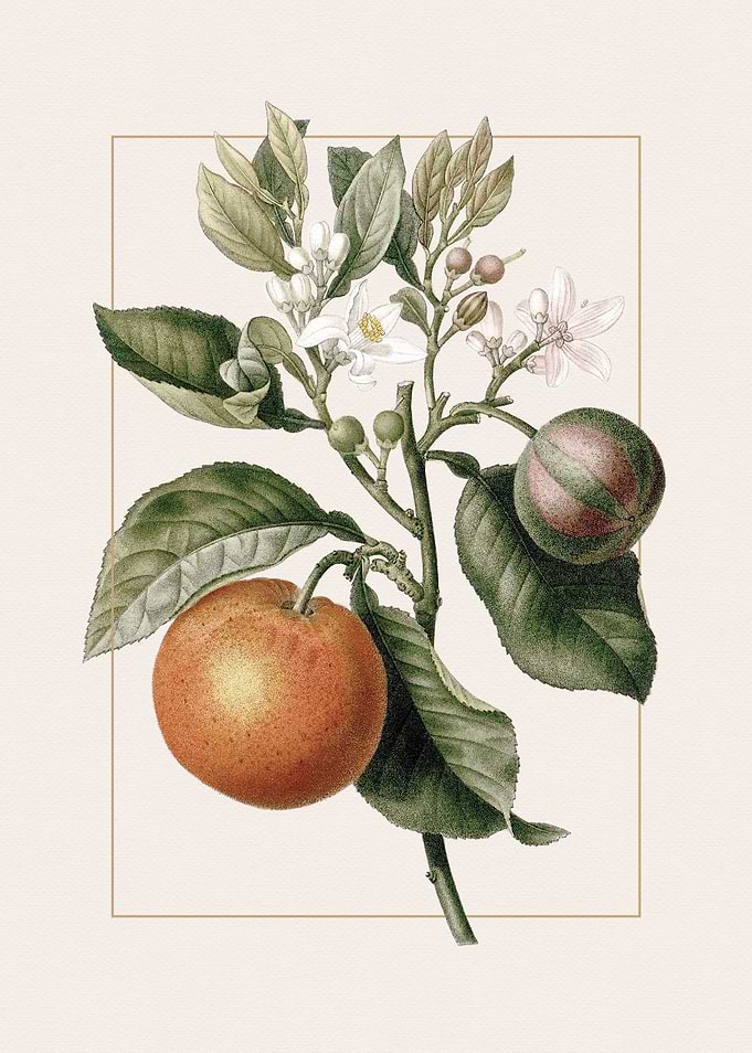 Botanical Illustration of Orange Tree Branch