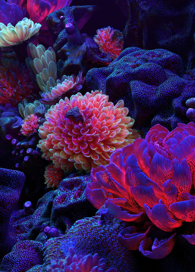 Vibrant Coral Reef Underwater Scene