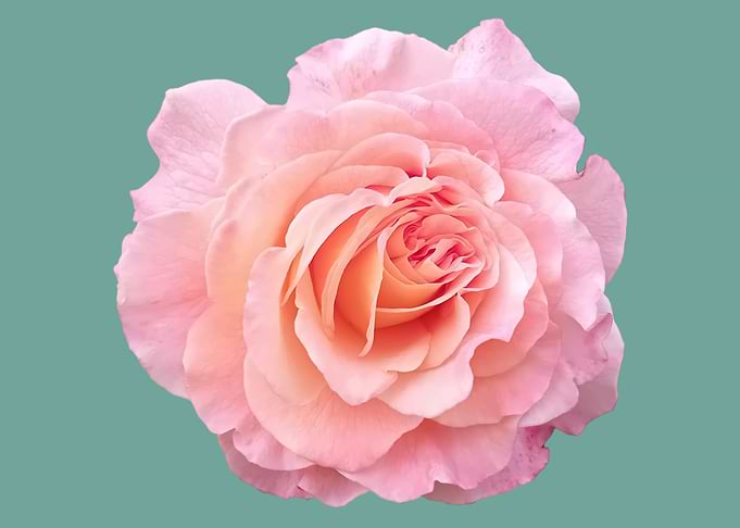 Pink and Peach Rose on Teal