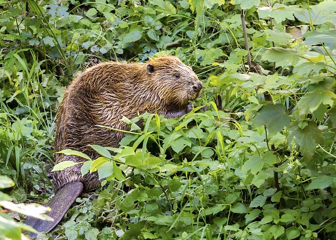 Eurasian Beaver (Castor fiber) in Lush Greenery