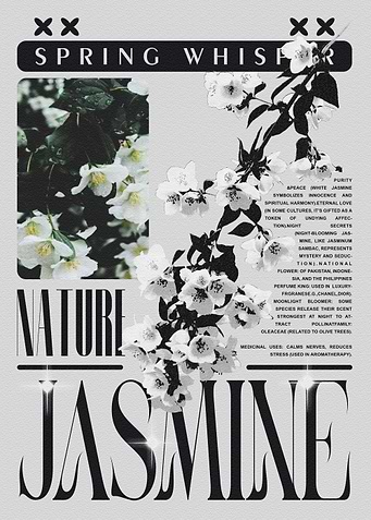 Spring Whisper: Jasmine
