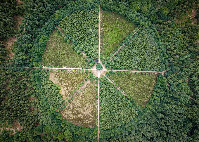 The Lonely Oak