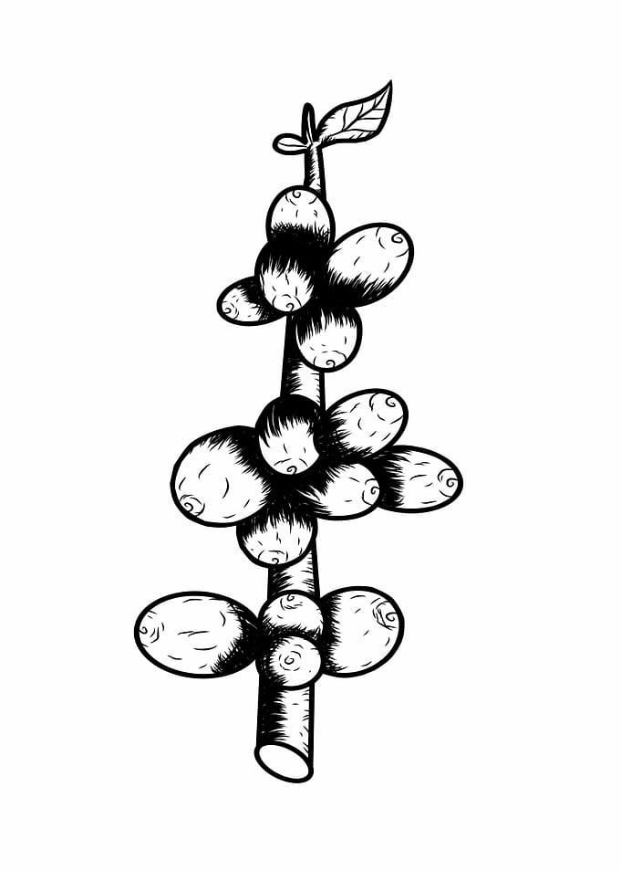 Coffee Plant Branch Black and White