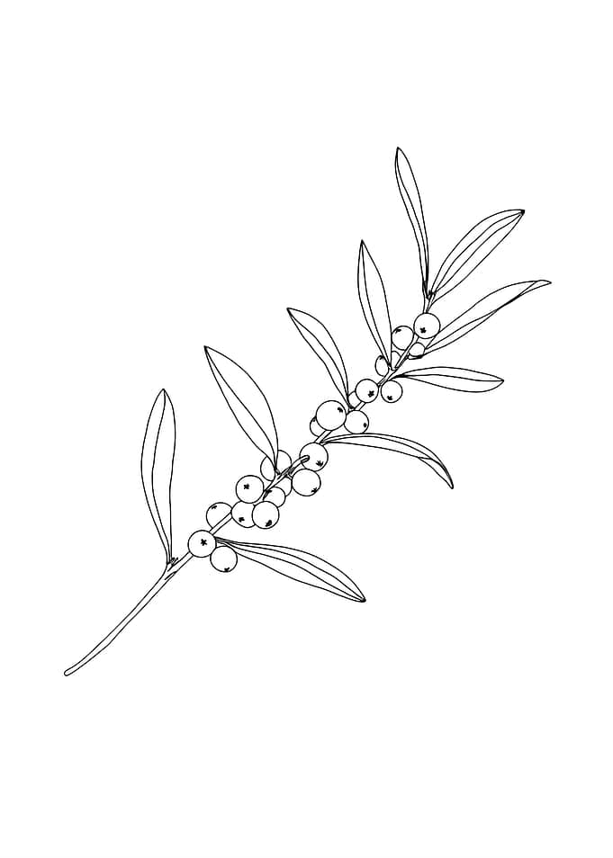 Botanical Minimalist Line Art: Branch with Berries