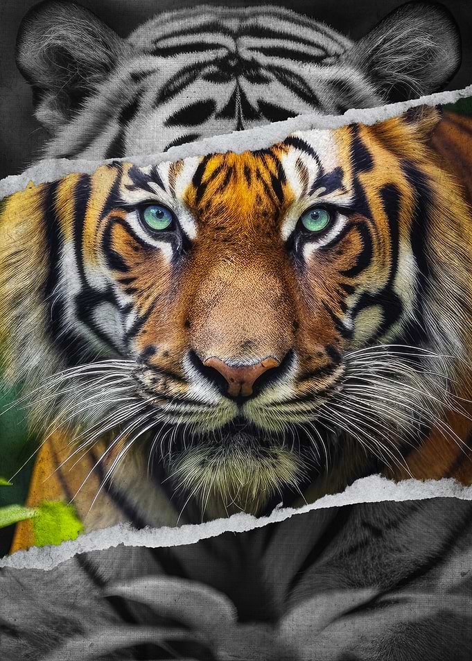 Uncaged Focus