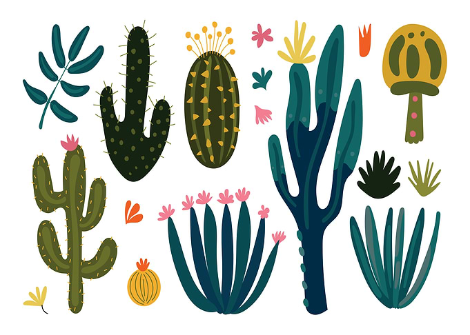 Cactus and Succulent Plant Illustration