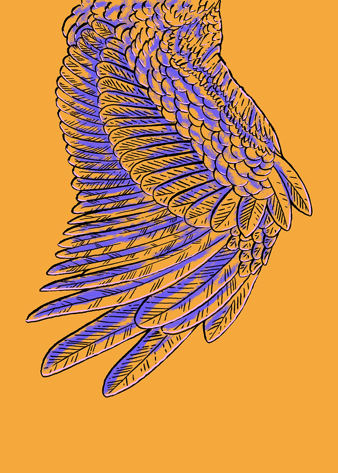 The Wing of an Owl