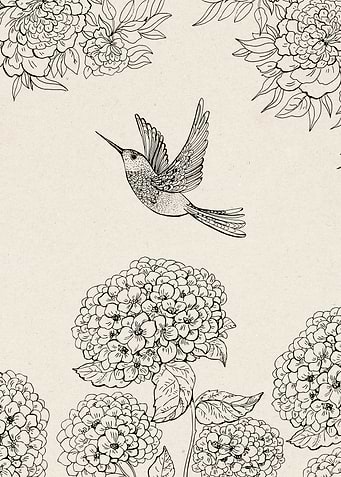 Hummingbird and Hydrangea Line Art