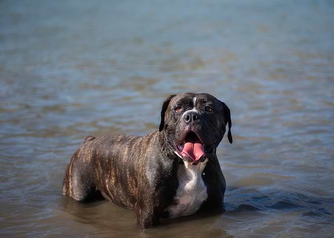 Brindle Olde English Bulldoggie Cooling Off in Water