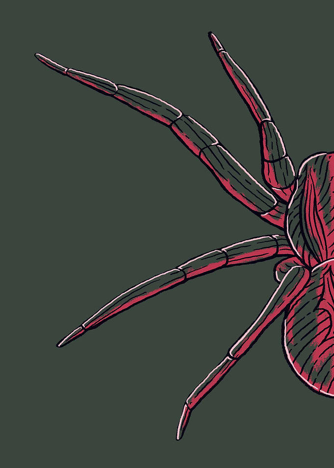 The Spider