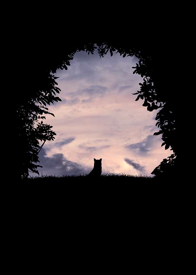Silhouette of a Cat at Sunset