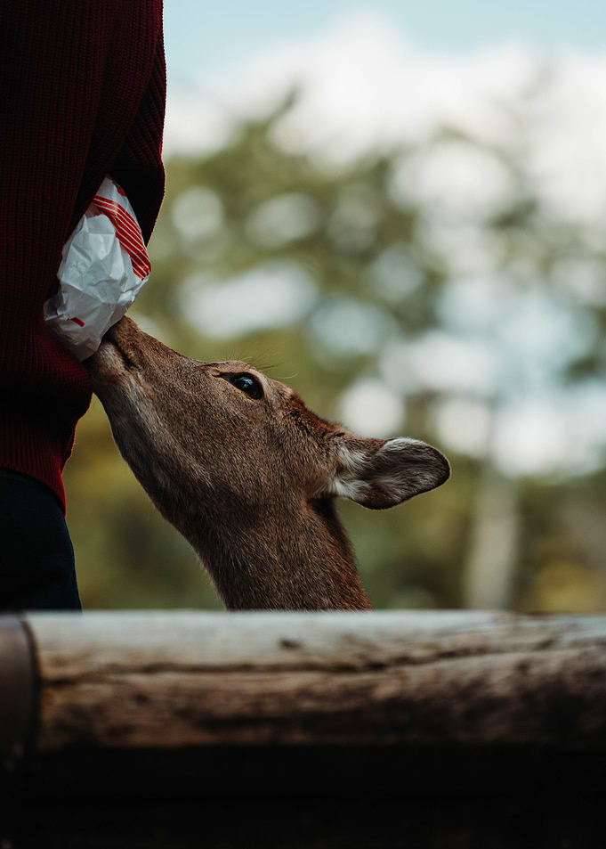 Nara Deer eating from a person's hand