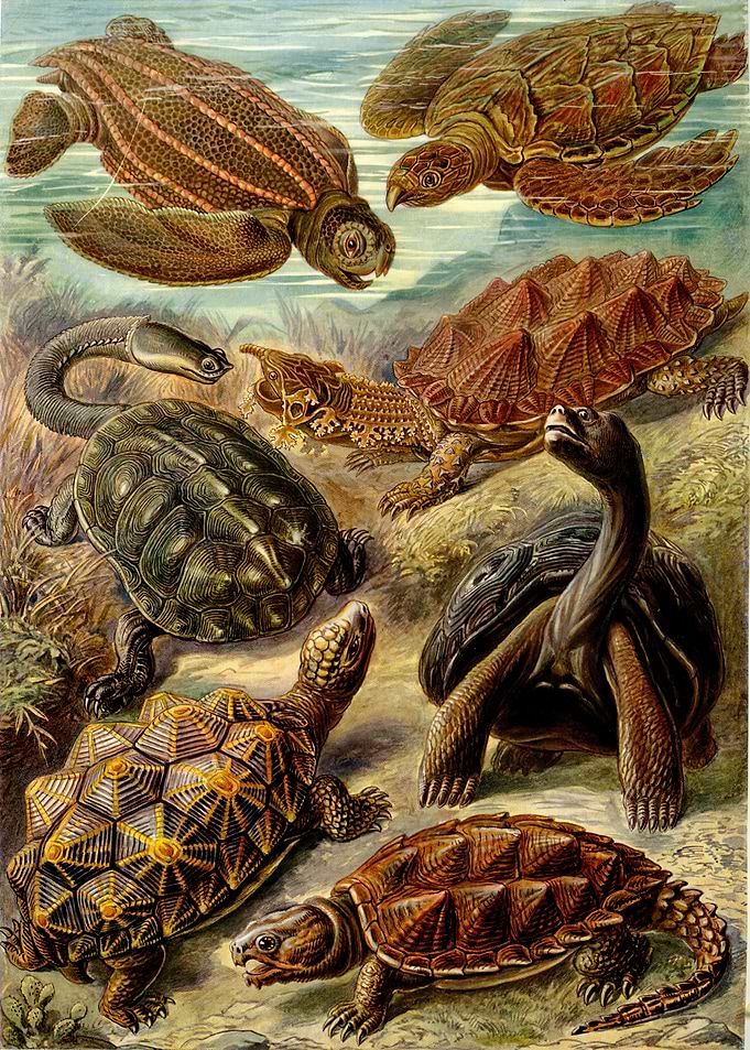 Variety of Turtles and Tortoises Scientific Illustration